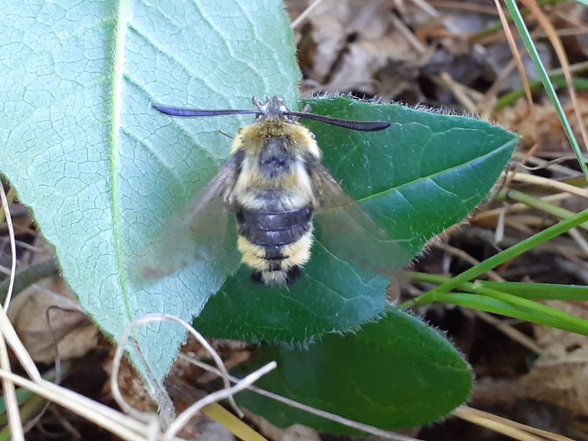 Hemaris tityus - pöszörszender Hemaris tityus - pöszörszender