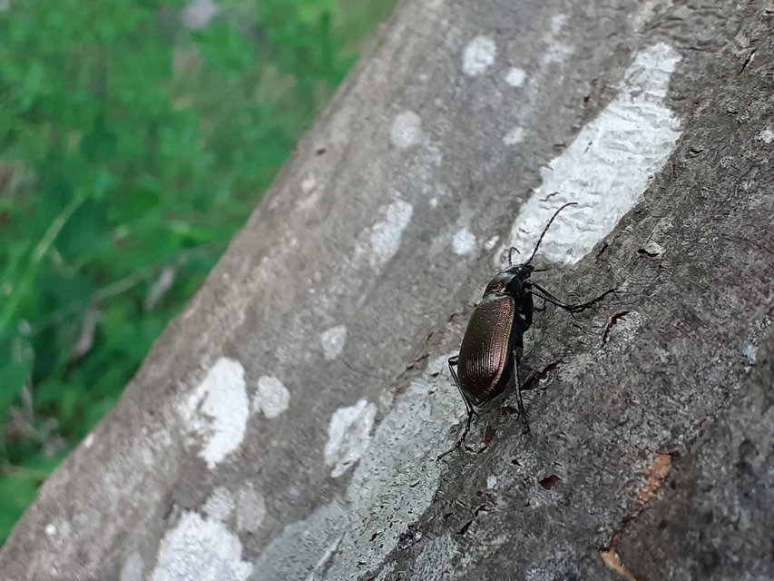 Calosoma inquisitor - kis bábrabló