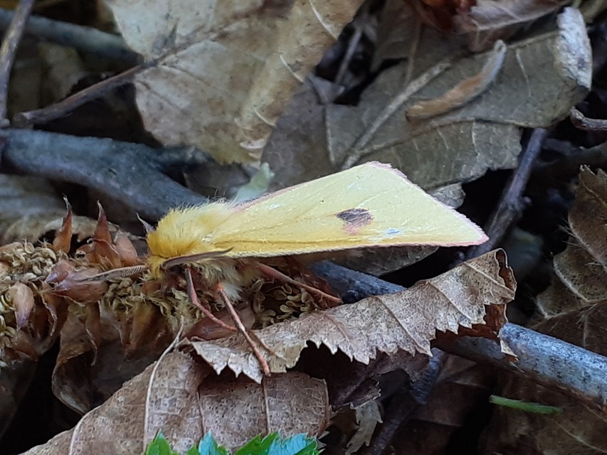 Diacrisia sannio - vörösszélű medvelepke