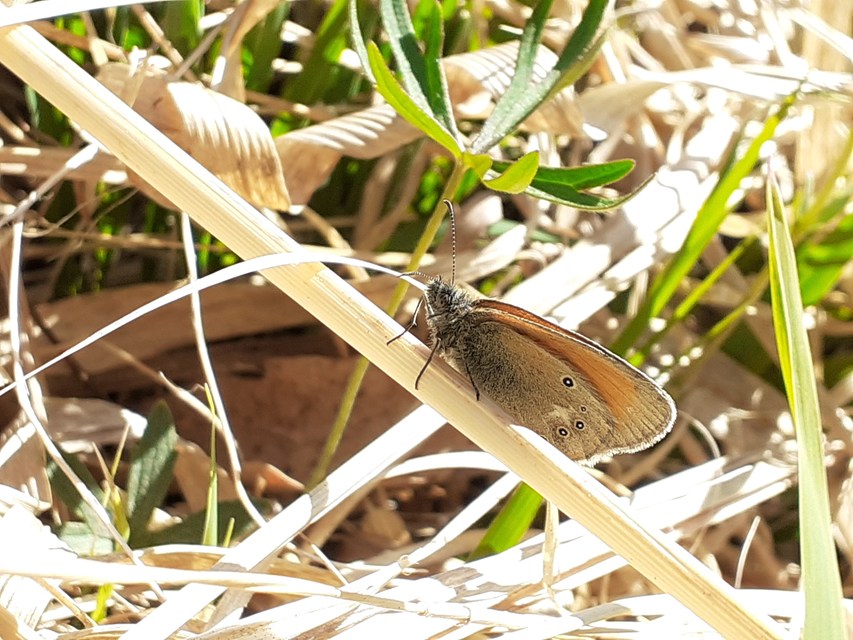 Coenonympha glycerion - közönséges szénalepke
