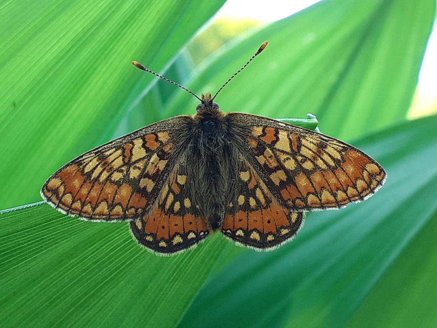 Euphydryas aurinia - lápi tarkalepke