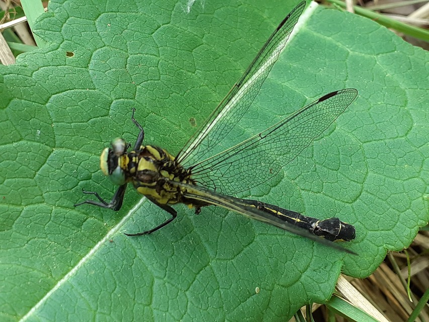 Gomphus vulgatissimus - feketelábú folyami-szitakötő