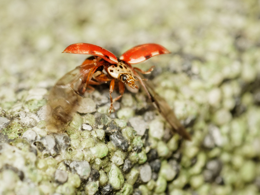 Harmonia quadripunctata - négypettyes katica