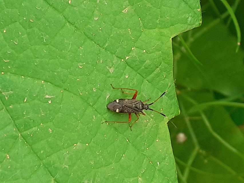 Closterotomus fulvomaculatus - komlópoloska