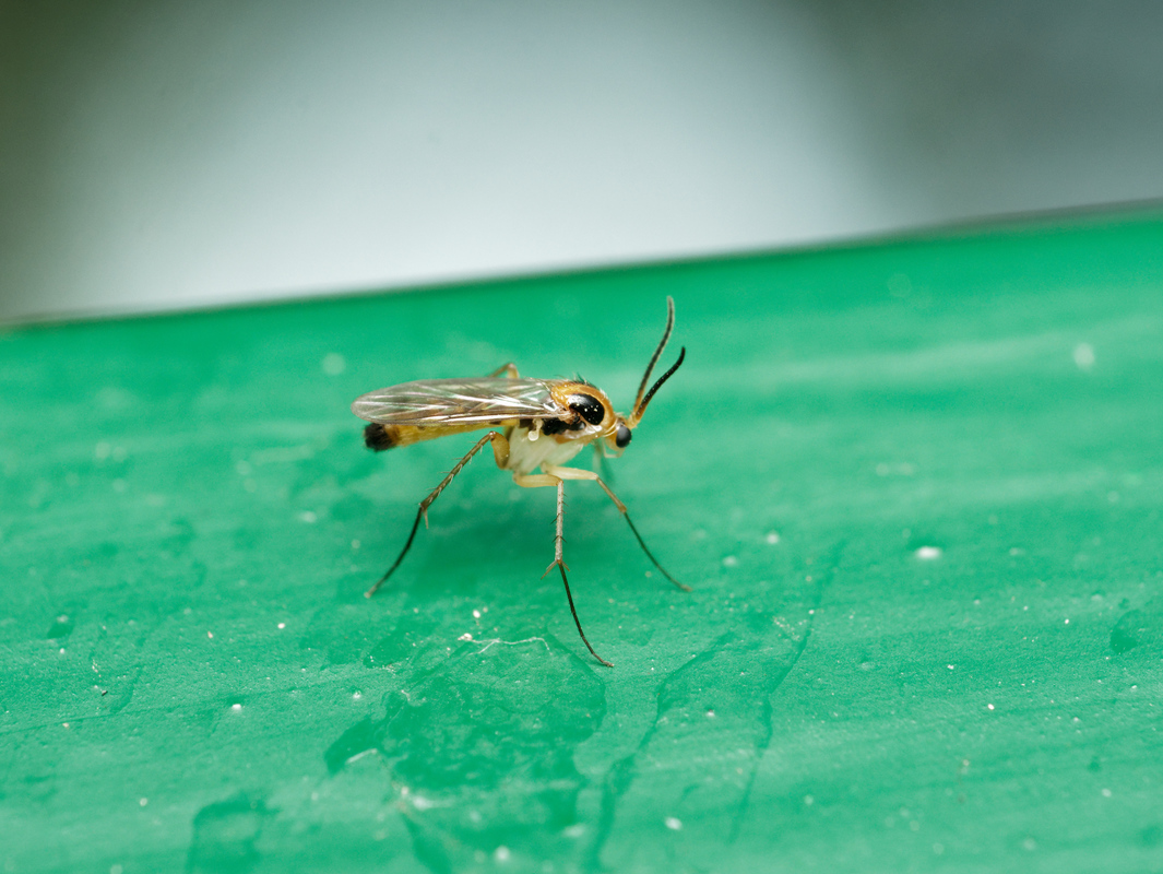 Mycetophilidae - gombaszúnyogok