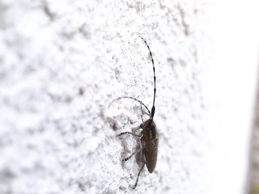 Agapanthia villosoviridescens - fehérgyűrűs bogáncscincér