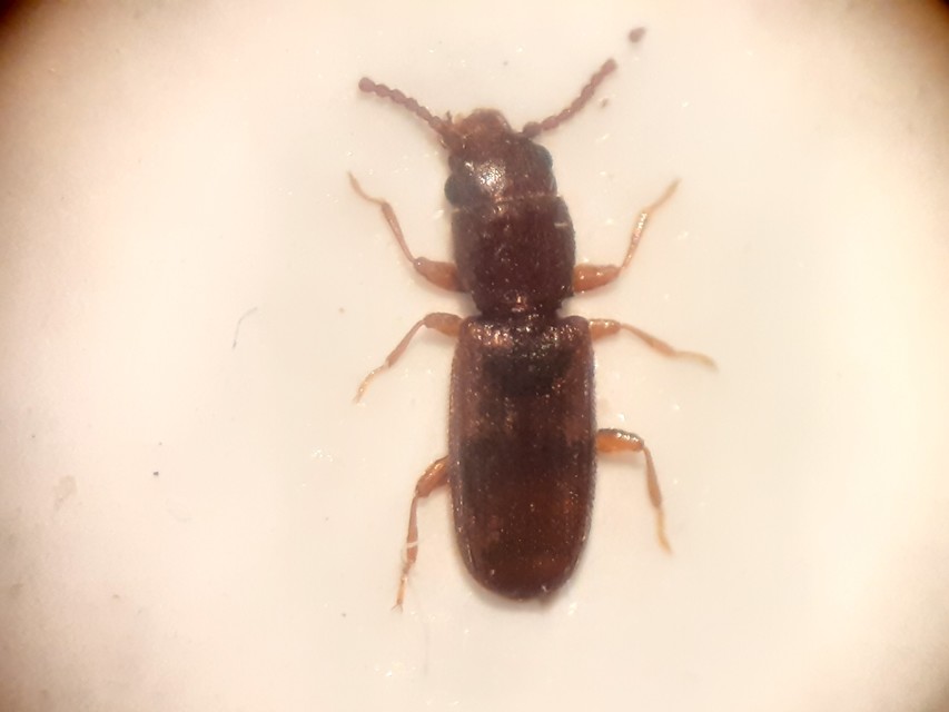 Laemophloeidae - szegélyeslapbogár-félék