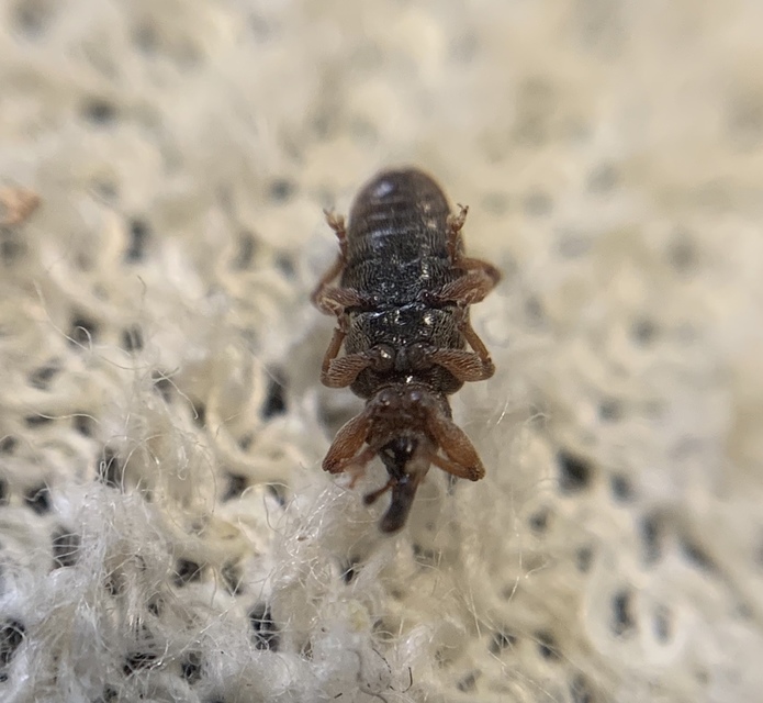 Dorytomus taeniatus - kecskefűz-hangormányos