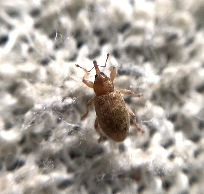 Dorytomus villosulus - sárgás hangormányos