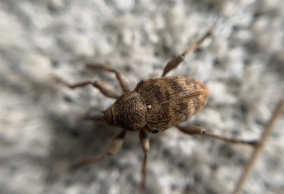 Curculio venosus - tarajos zsuzsóka