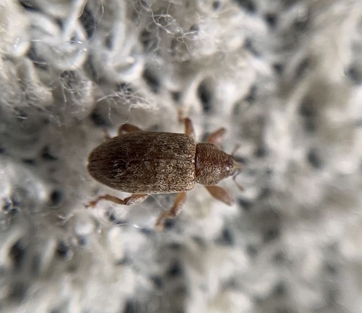 Dorytomus puberulus - feketenyár-hangormányos