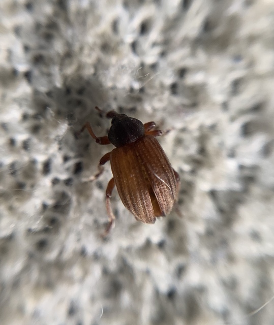 Hypera striata - sávos pikkelyesormányos