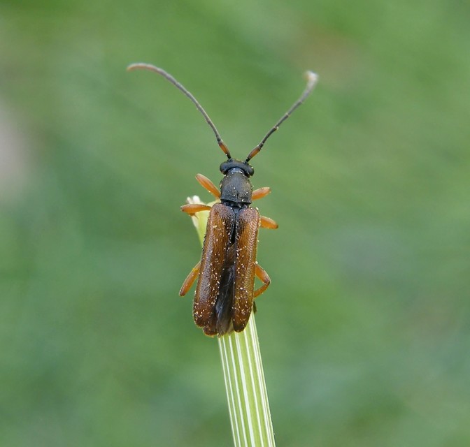 Alosterna tabacicolor - barna juharcincér