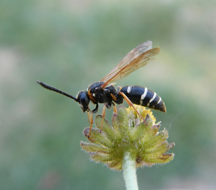 Crabronidae - szitásdarazsak