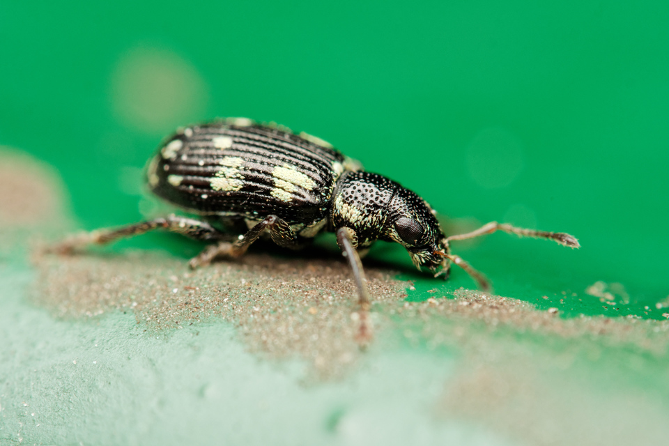 Polydrusus picus - pikkelyfoltos lombormányos