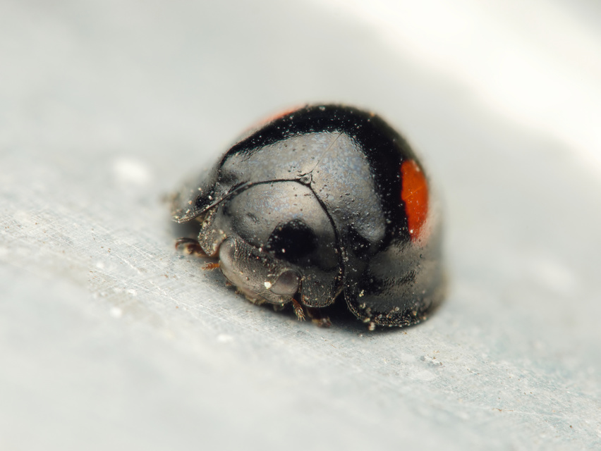 Chilocorus renipustulatus - vesefoltos szerecsenkata