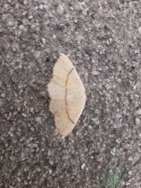 Cyclophora punctaria - sávos pettyesaraszoló