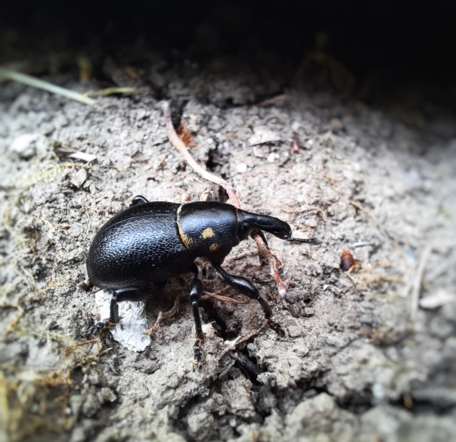 Liparus coronatus - kis turbolyaormányos