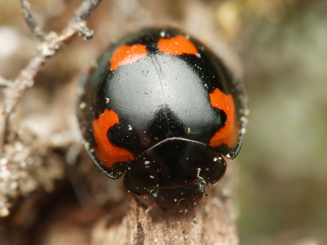 Exochomus quadripustulatus - négyfoltos szerecsenkata