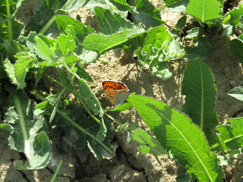 Lycaena thersamon - kis tűzlepke