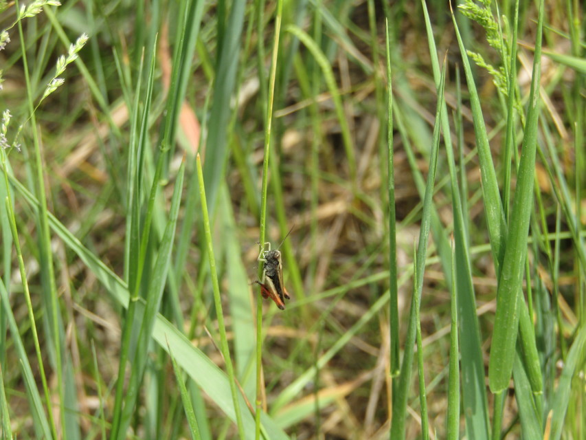 Omocestus rufipes - vöröshasú tarlósáska