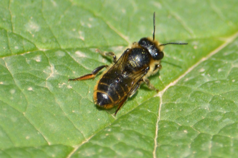 Megachilidae - művészméhek