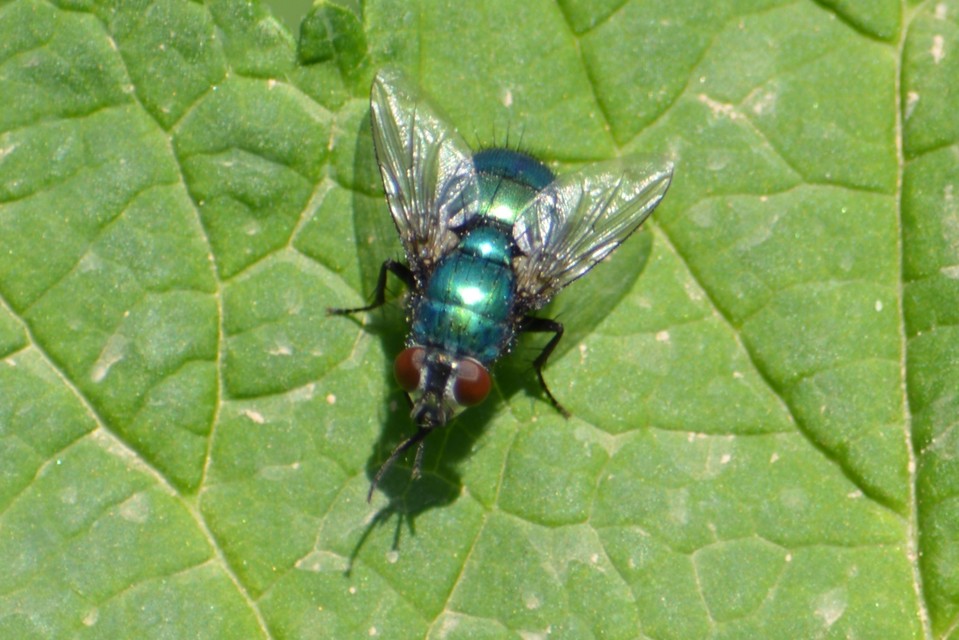 Lucilia