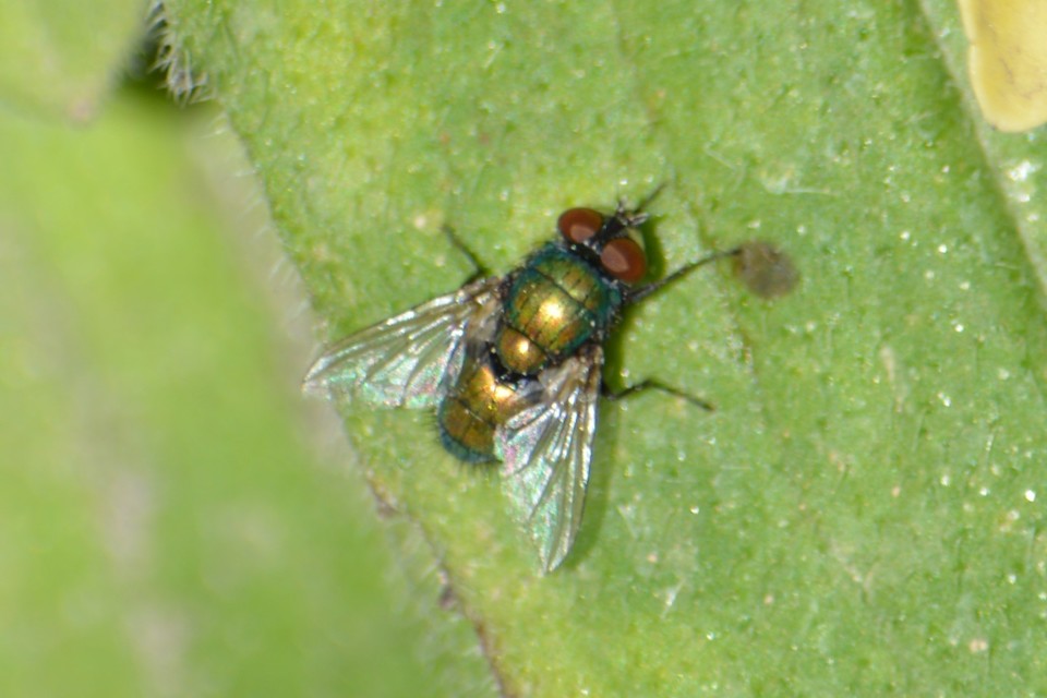 Lucilia