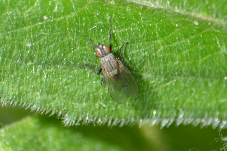 Anthomyiidae - viráglegyek