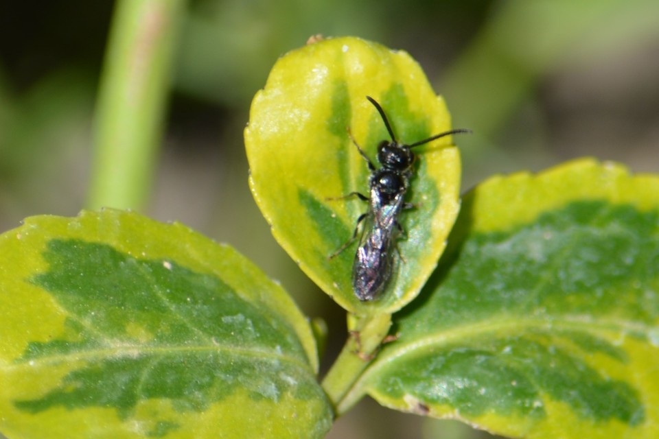 Crabronidae - szitásdarazsak