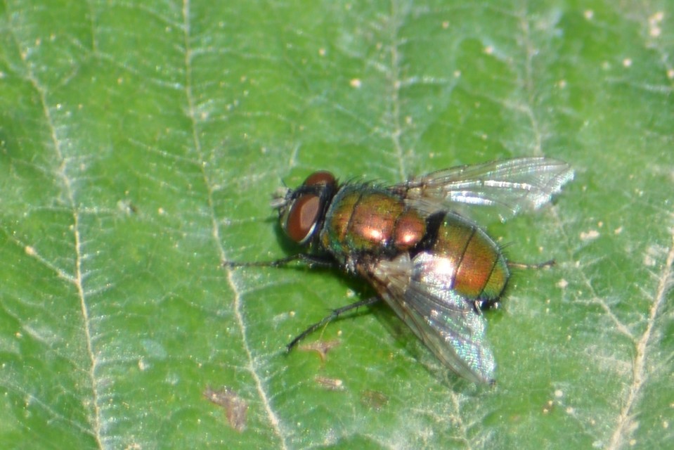 Lucilia