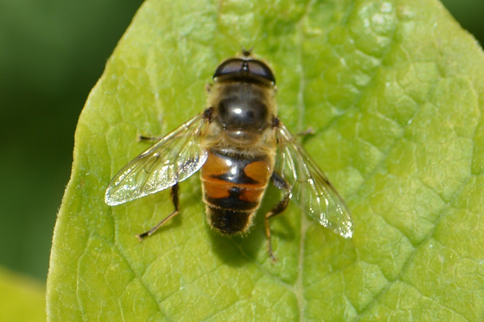 Eristalis tenax - közönséges herelégy