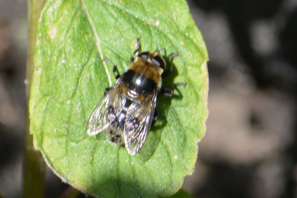 Merodon