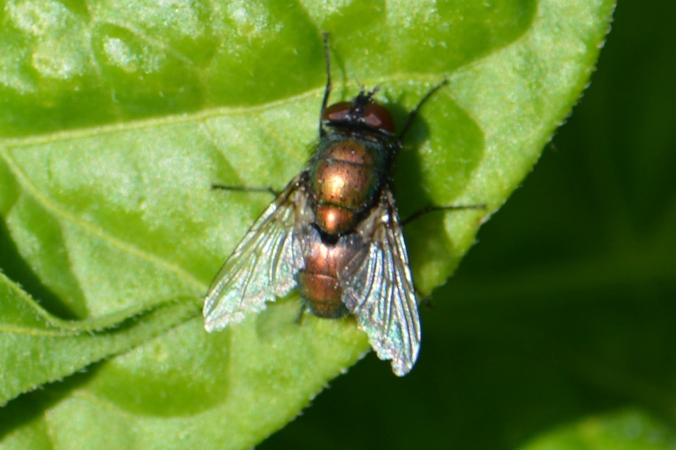 Lucilia