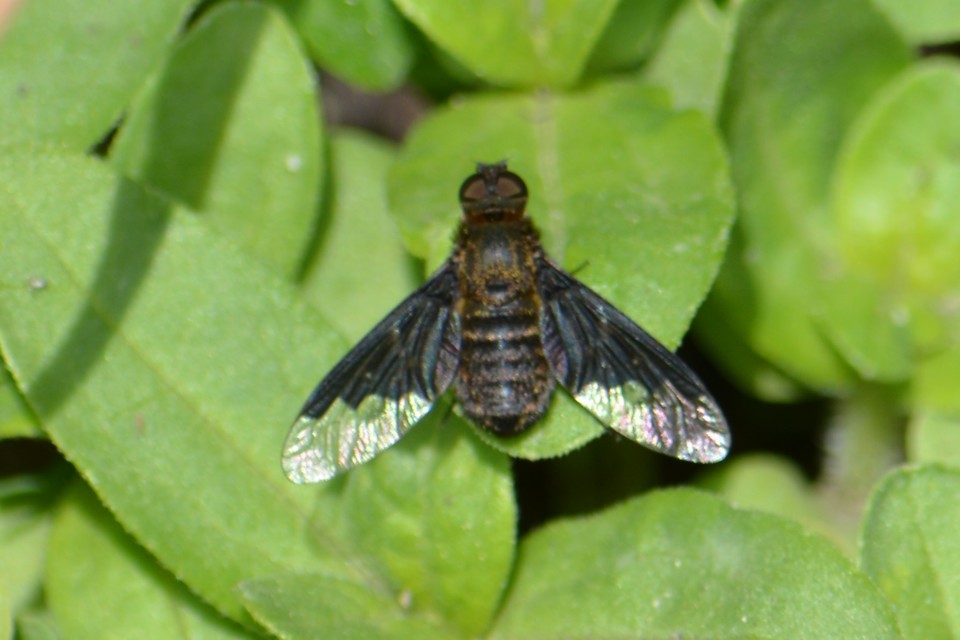Hemipenthes morio - közönséges gyászlégy