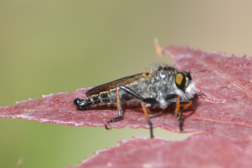 Neoitamus