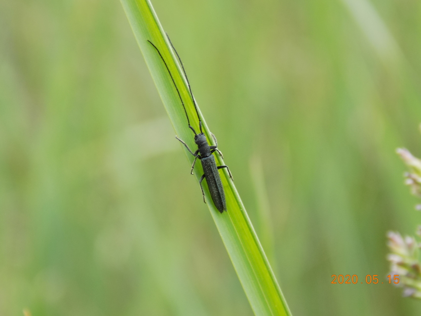 Theophilea subcylindricollis - hengeres szalmacincér