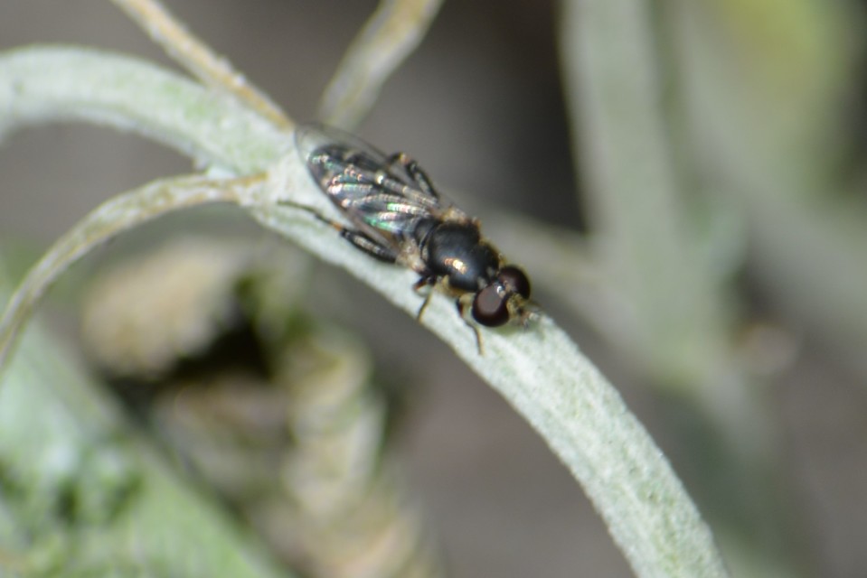 Syritta pipiens - zizegő comboslégy