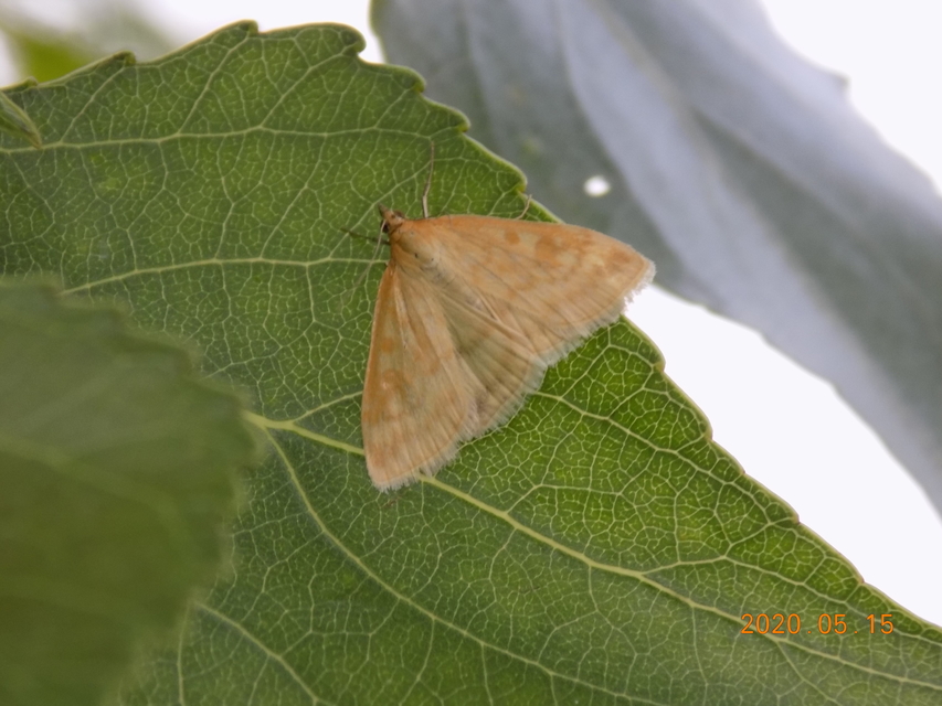 Sitochroa verticalis - világossárga dudvamoly