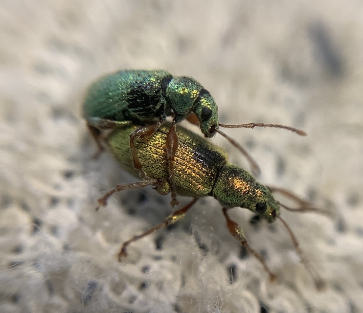 Phyllobius argentatus - ezüstös levélormányos