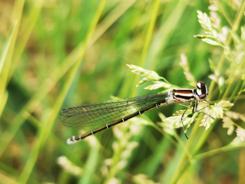 Coenagrion puella - azúrkék légivadász