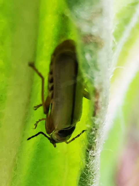 Metacantharis clypeata - tavaszi lágybogár