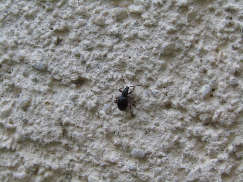 Otiorhynchus ovatus - apró gyalogormányos