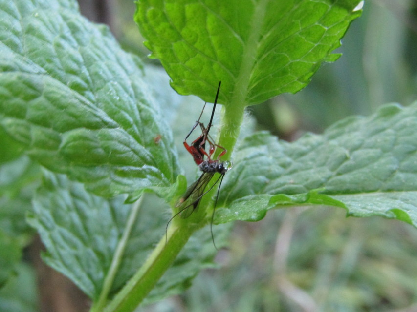 Braconidae - gyilkosfürkészek