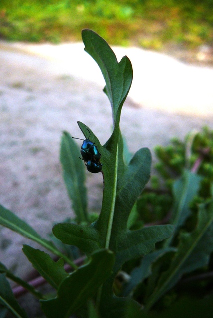 Colaphellus sophiae - mustárbogár