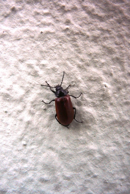Omophlus proteus - közönséges pejbogár Omophlus proteus - közönséges pejbogár