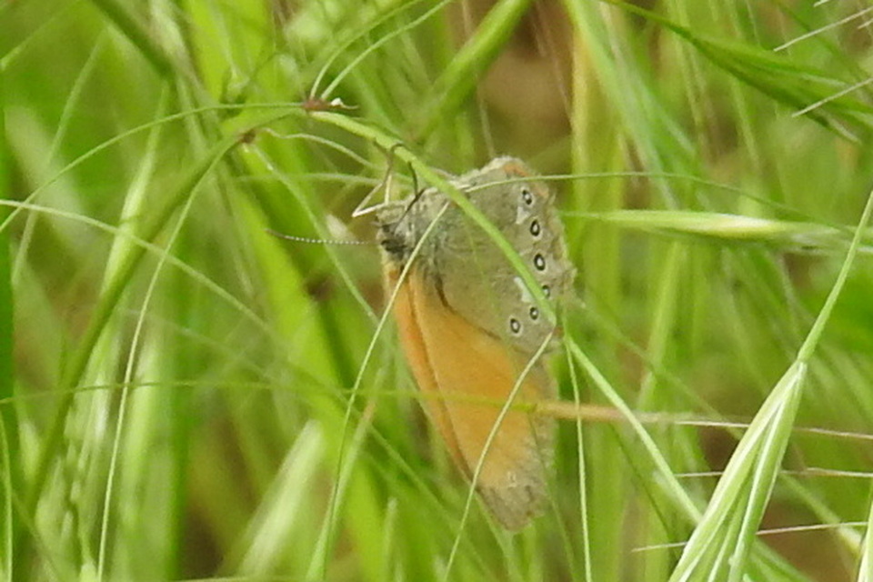 Coenonympha glycerion - közönséges szénalepke