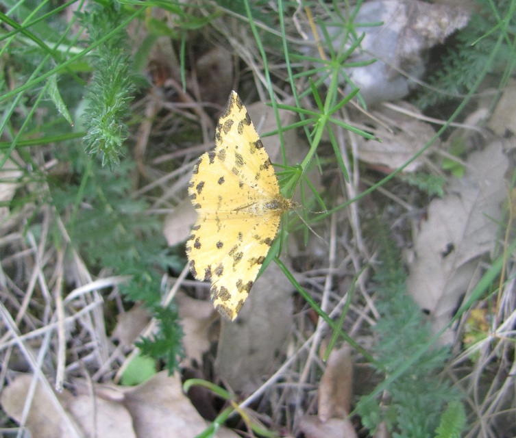 Pseudopanthera macularia - párducfoltos araszoló