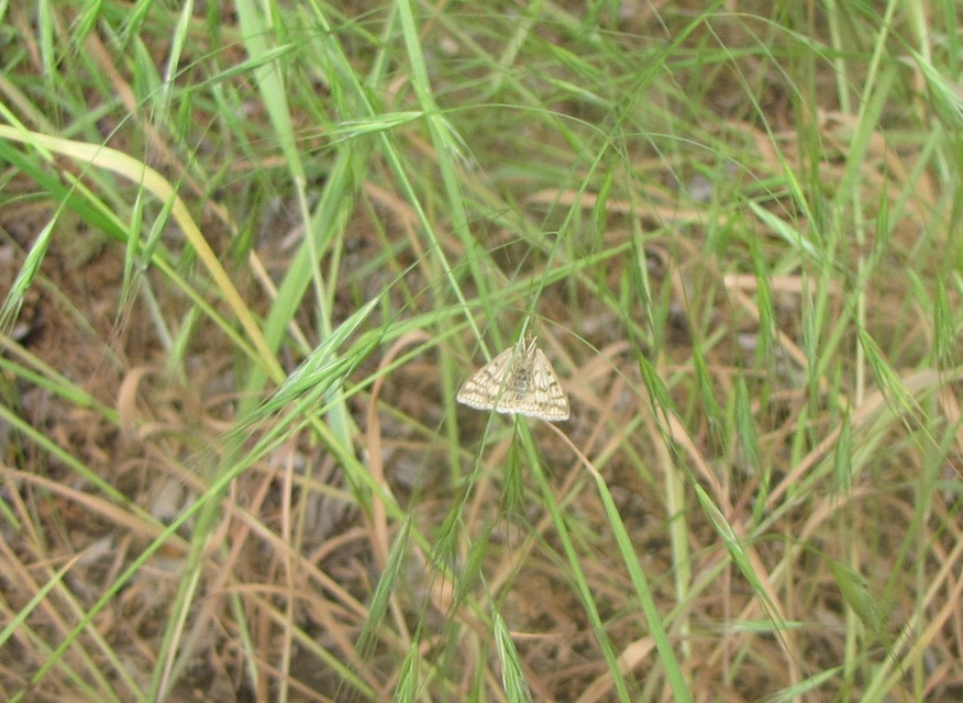 Sitochroa verticalis - világossárga dudvamoly
