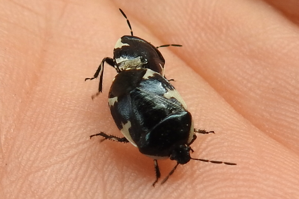 Tritomegas sexmaculatus - hatfoltos földipoloska